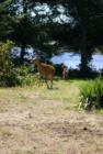 Mamma and baby on our Lake front lot