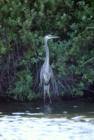 Majestic Blue Heron on Duck Lake