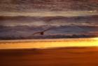 Sea gull at sunset