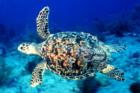 Sea Turtle Swimming
