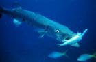 Barracuda
      