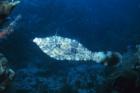 Filefish