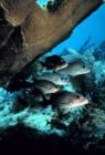 Gray Snappers
