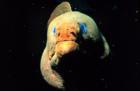 Green Moray Eel