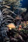 Hamlet Fish
