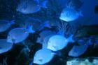 School of Blue Tang