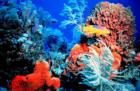 Spanish Hogfish