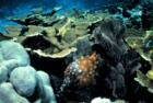 Spotted Filefish