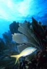 Yellowtail