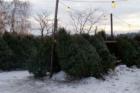 Hollis ~ Pick your perfect tree at local Hollis farm
      (c) 2007 Joan Whitebook