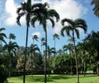 beautiful palm trees in a spreckelsville garden - paia homes for sale on maui