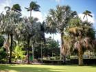 many kinds of palms grow well on Maui - these are in a spreckelsville garden of a home for sale