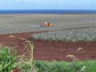 pineapple fields being sprayed for bugs.  north shore maui - haiku