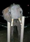 Reid Park's Asian Elephant during Zoo Lights festival.