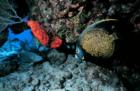 French Anglefish
