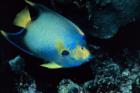 Large Queen Anglefish