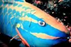Spotlight Parrotfish