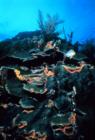Boulder Star Coral