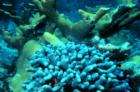 Elkhorn & Finger Coral