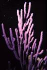 Knobby Purple Sea Rod