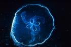 Moon Jellyfish