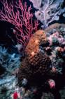 Reef Scene With Searods