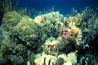 Shallow Water Reef Scene