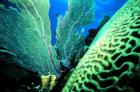 Brain Coara and Seafan