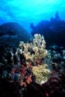 Fire Coral