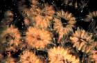 Flower Coral