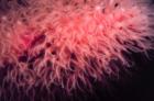 Soft Coral