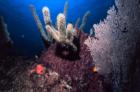 Sponge & Seafan