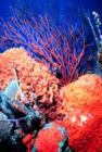 Sponge, Coral and Searod