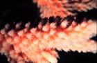 Staghorn Coral