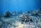 Staghorn in Seagrass