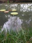 Kanapaha Botanical Gardens - Gainesville, Florida. Submitted by Bosshardt Realty - www.BosshardtRealty.com