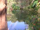 Kanapaha Botanical Gardens - Gainesville, Florida. Submitted by Bosshardt Realty - www.BosshardtRealty.com