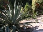 Kanapaha Botanical Gardens - Gainesville, Florida. Submitted by Bosshardt Realty - www.BosshardtRealty.com
