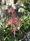 Kanapaha Botanical Gardens - Gainesville, Florida. Submitted by Bosshardt Realty - www.BosshardtRealty.com