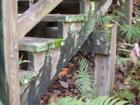 Devil's Millhopper State Park in Gainesville, Florida. Submitted by Bosshardt Realty - www.BosshardtRealty.com