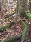 Devil's Millhopper State Park in Gainesville, Florida. Submitted by Bosshardt Realty - www.BosshardtRealty.com