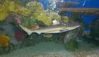 Black Tipped Reef Shark