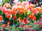 Bougainvillea Plant