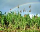 sugar cane flowers with rainbow on Maui