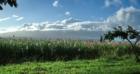 Sugar cane fields on Maui with sunlight on the sugar flowers, December on Maui