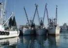 Shrimp Boats