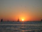Birds at Sunset