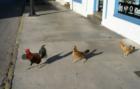 Key West Chickens