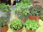 Lake Eola Farmers Market, Downtown Orlando