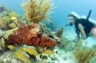 A Day Underwater